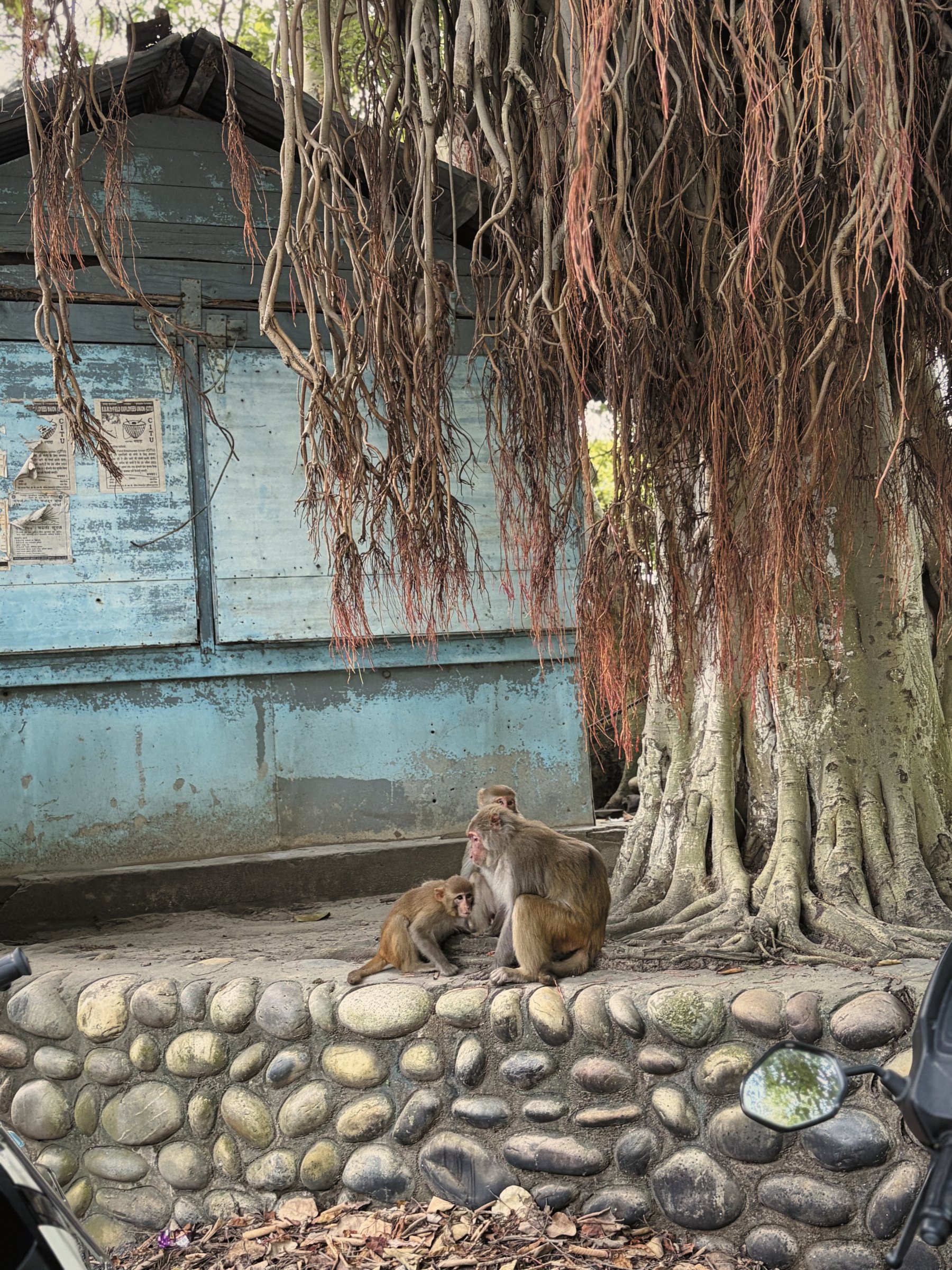 The monkeys were here first, and would like that noted.